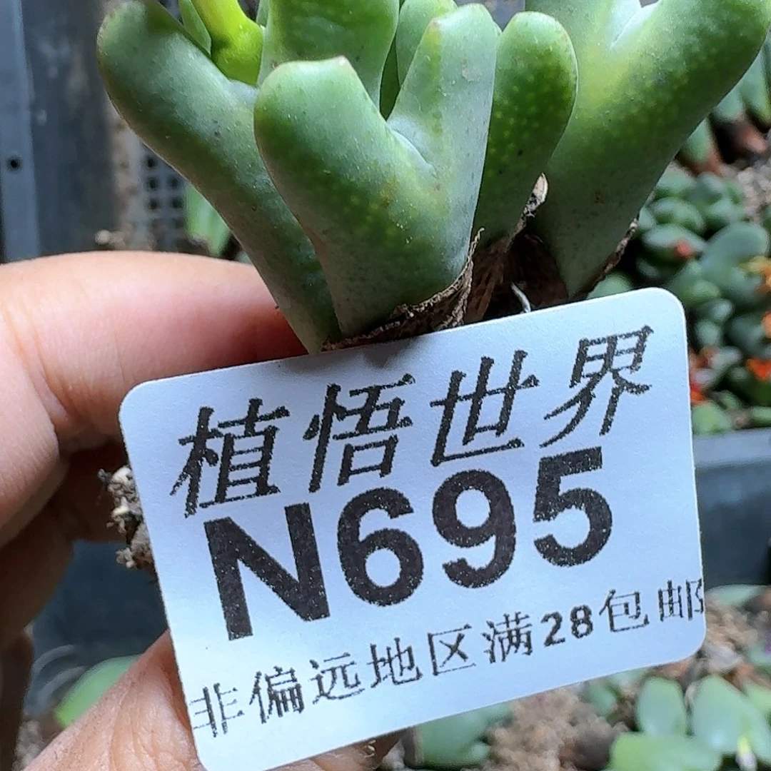 695号多肉植物哇c