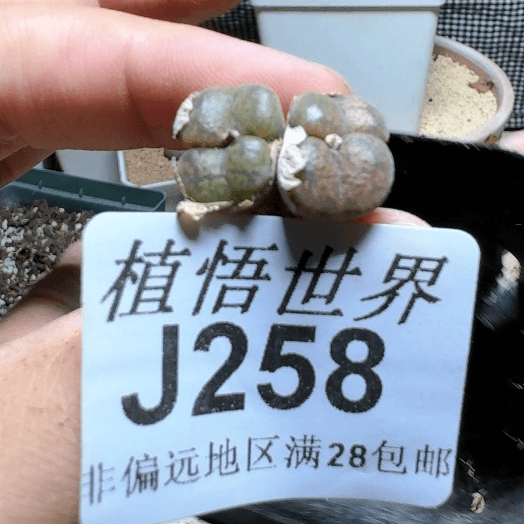 258号多肉植物哇