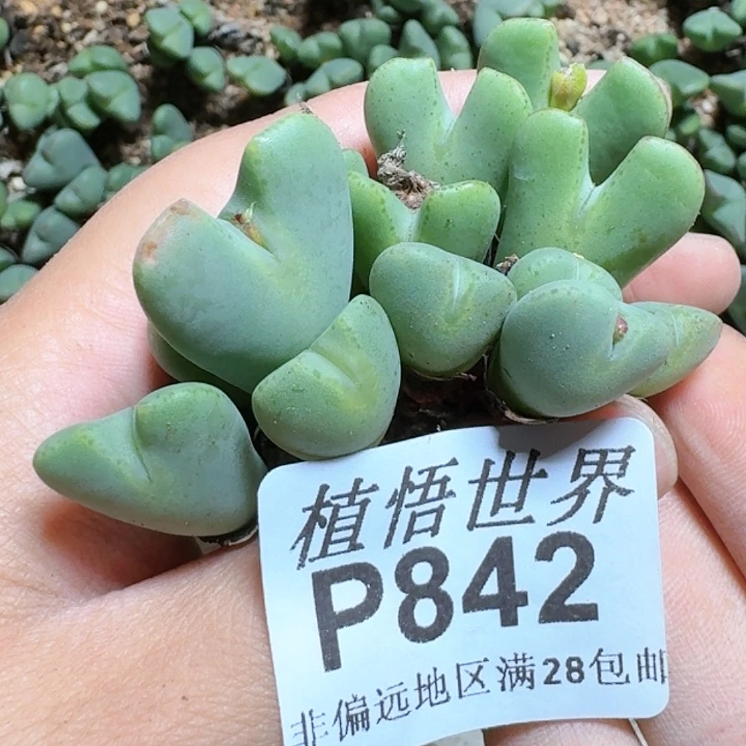 1颗橙红花少将多肉植物