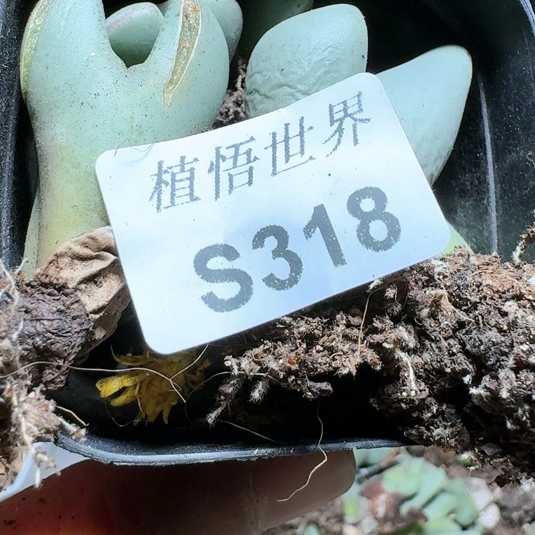 318号多肉植物哇c