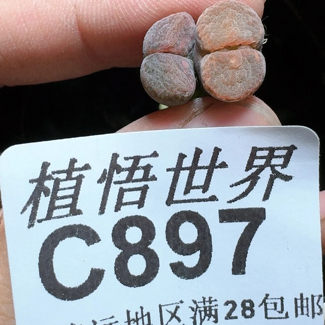 897号多肉植物大