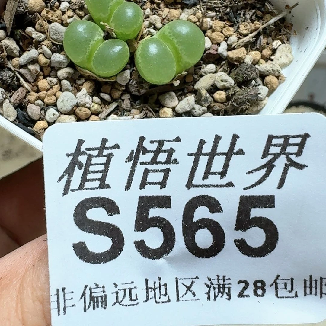 565号多肉植物哇
