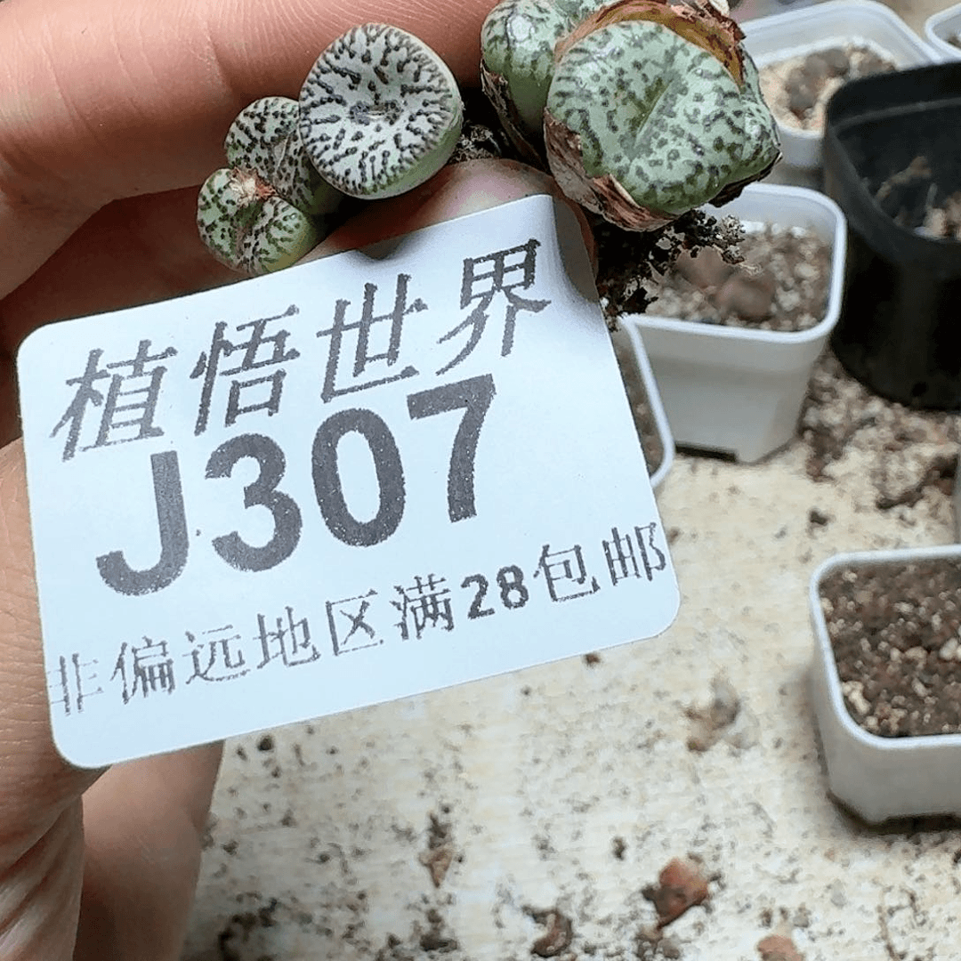 307号多肉植物哇