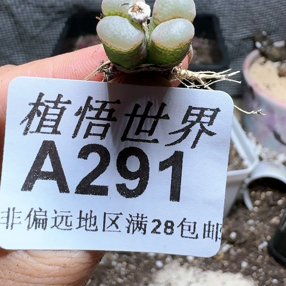 291号多肉植物哇,x