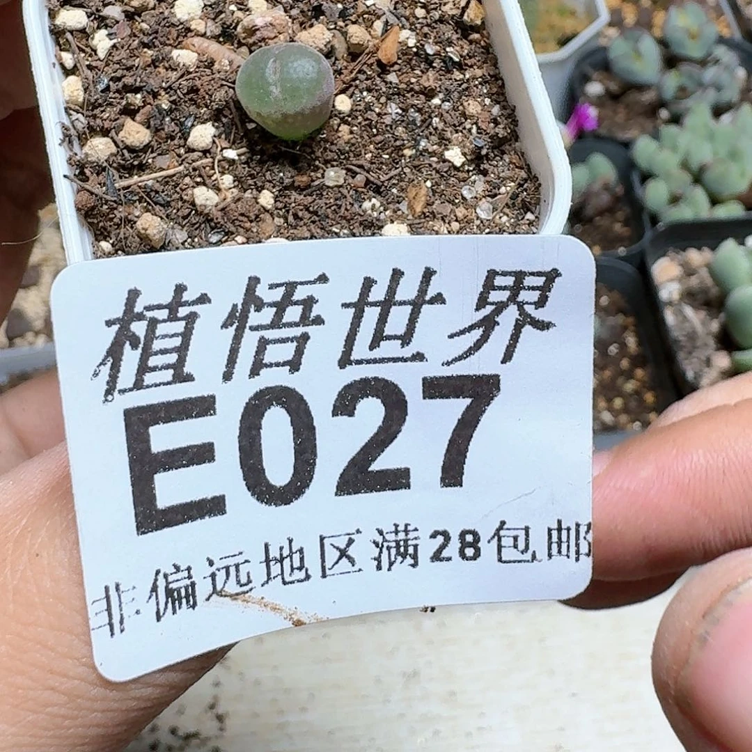 027号多肉植物大