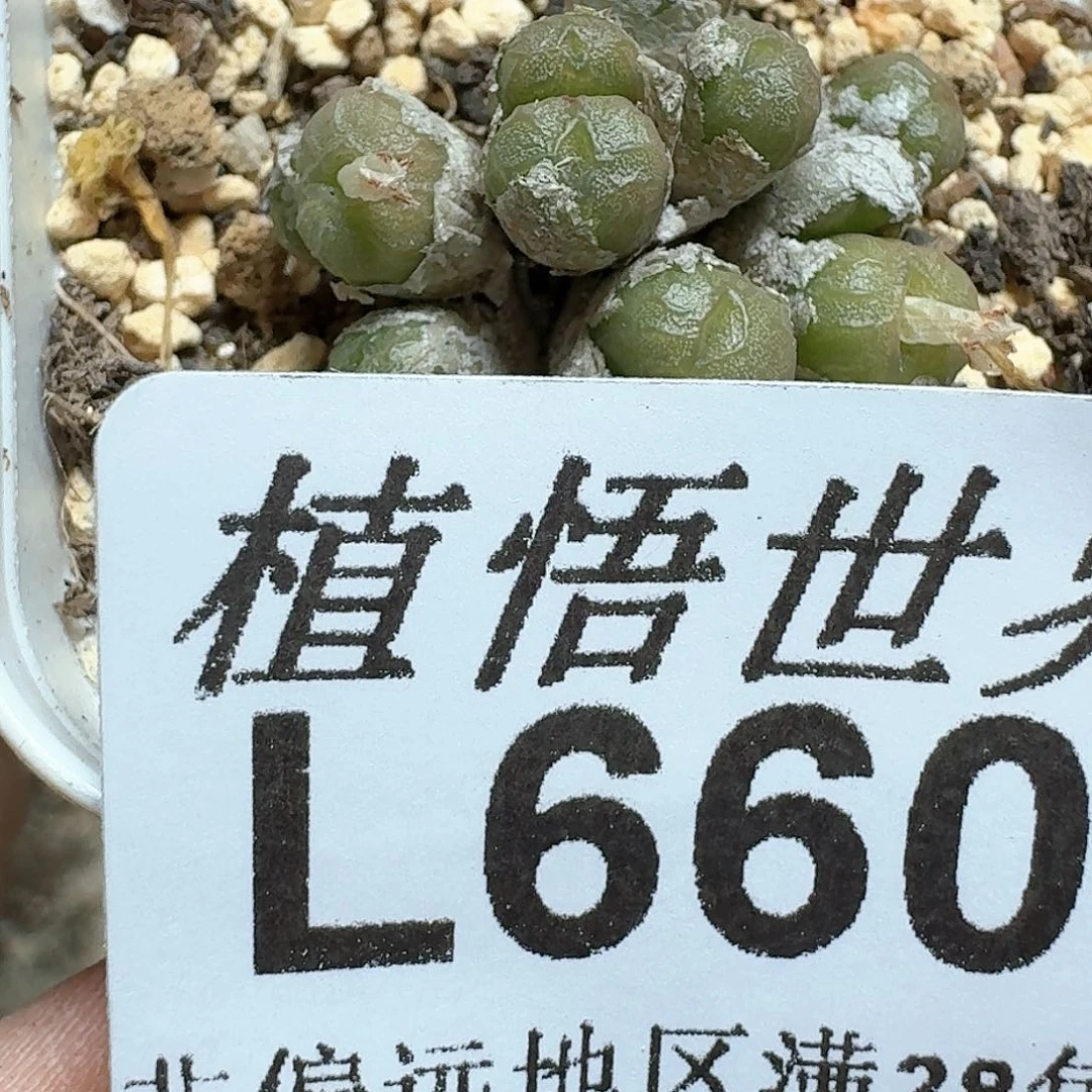 660号多肉植物c f