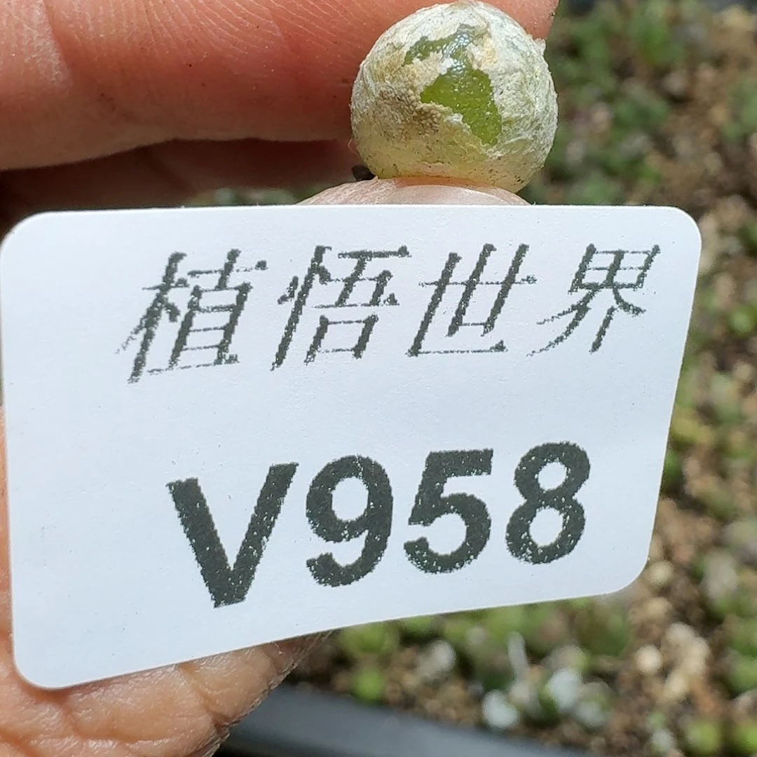 958号多肉植物哇x f