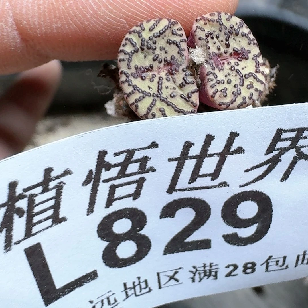 829号多肉植物d f