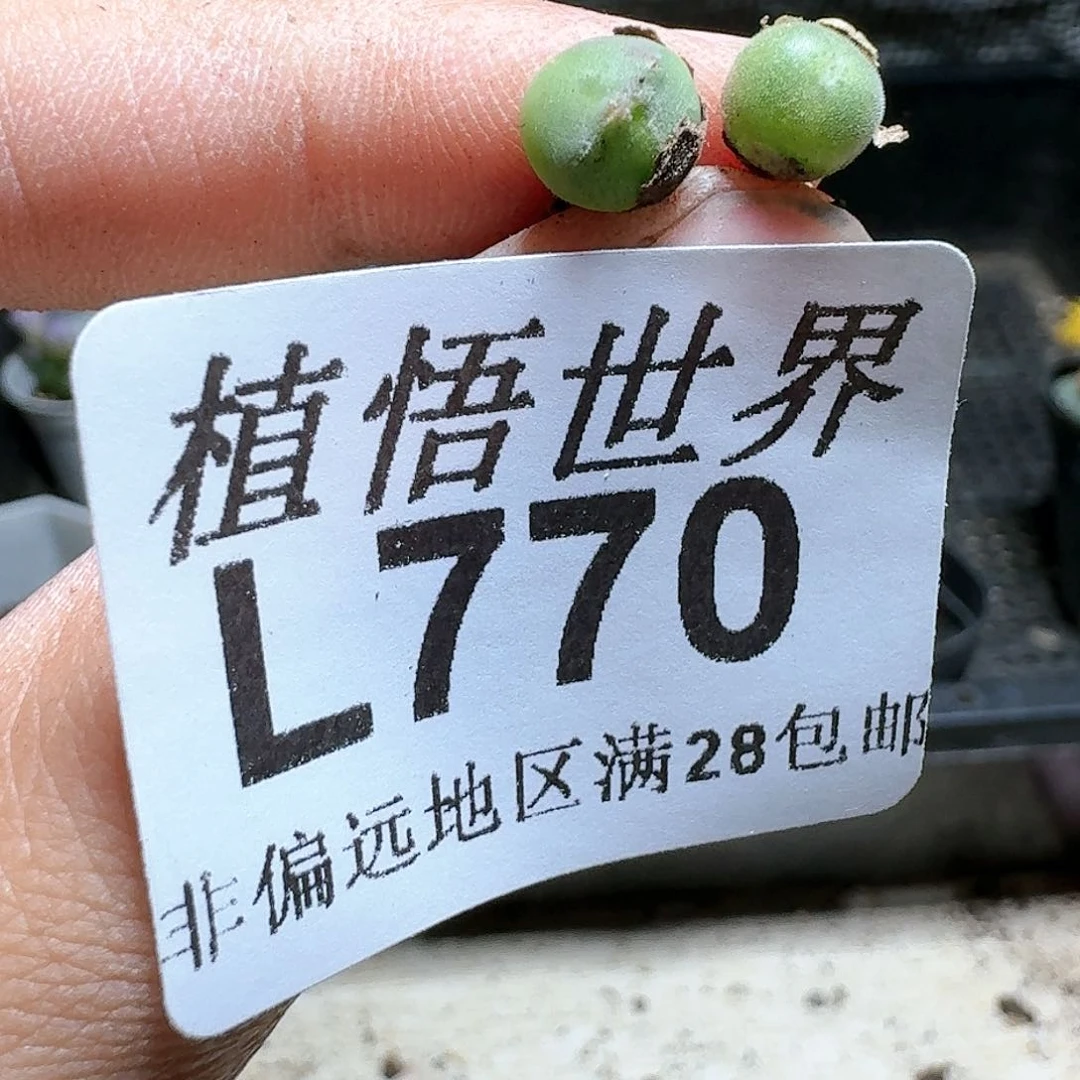 770号多肉植物d f