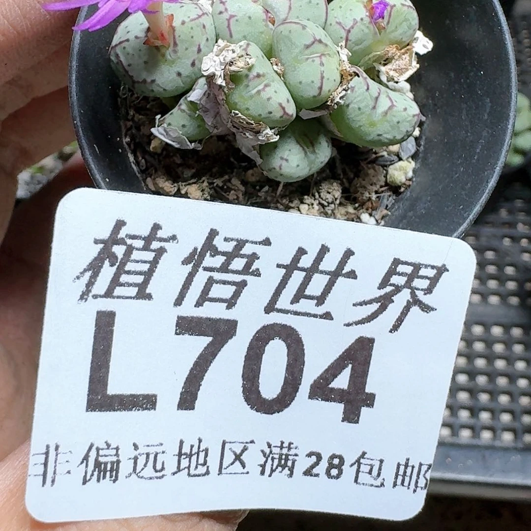 704号多肉植物c c
