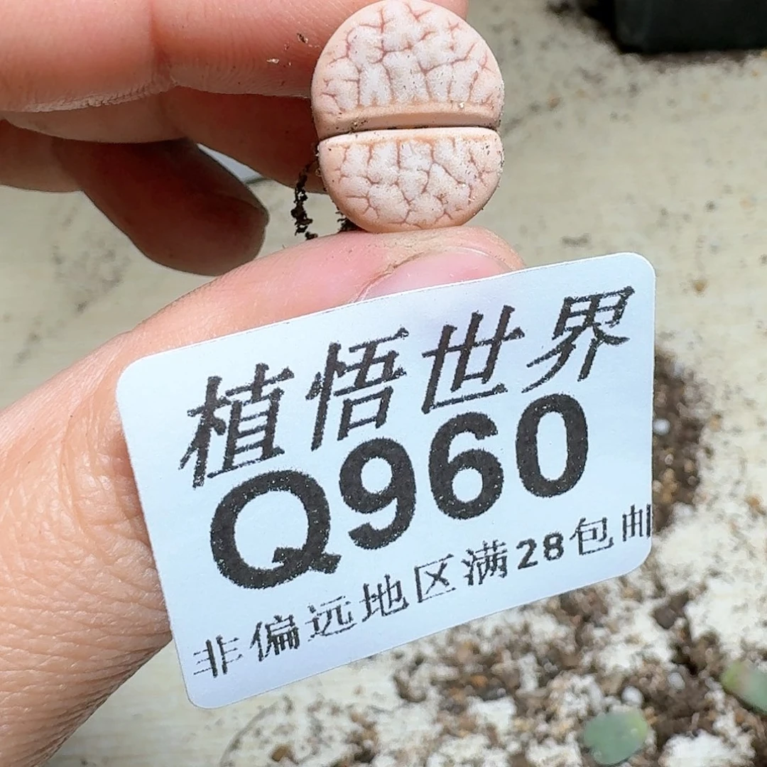 960号多肉植物哇c