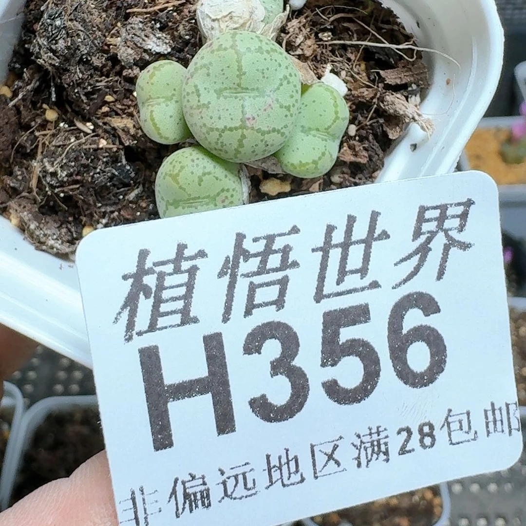 .356号多肉植物哇d d