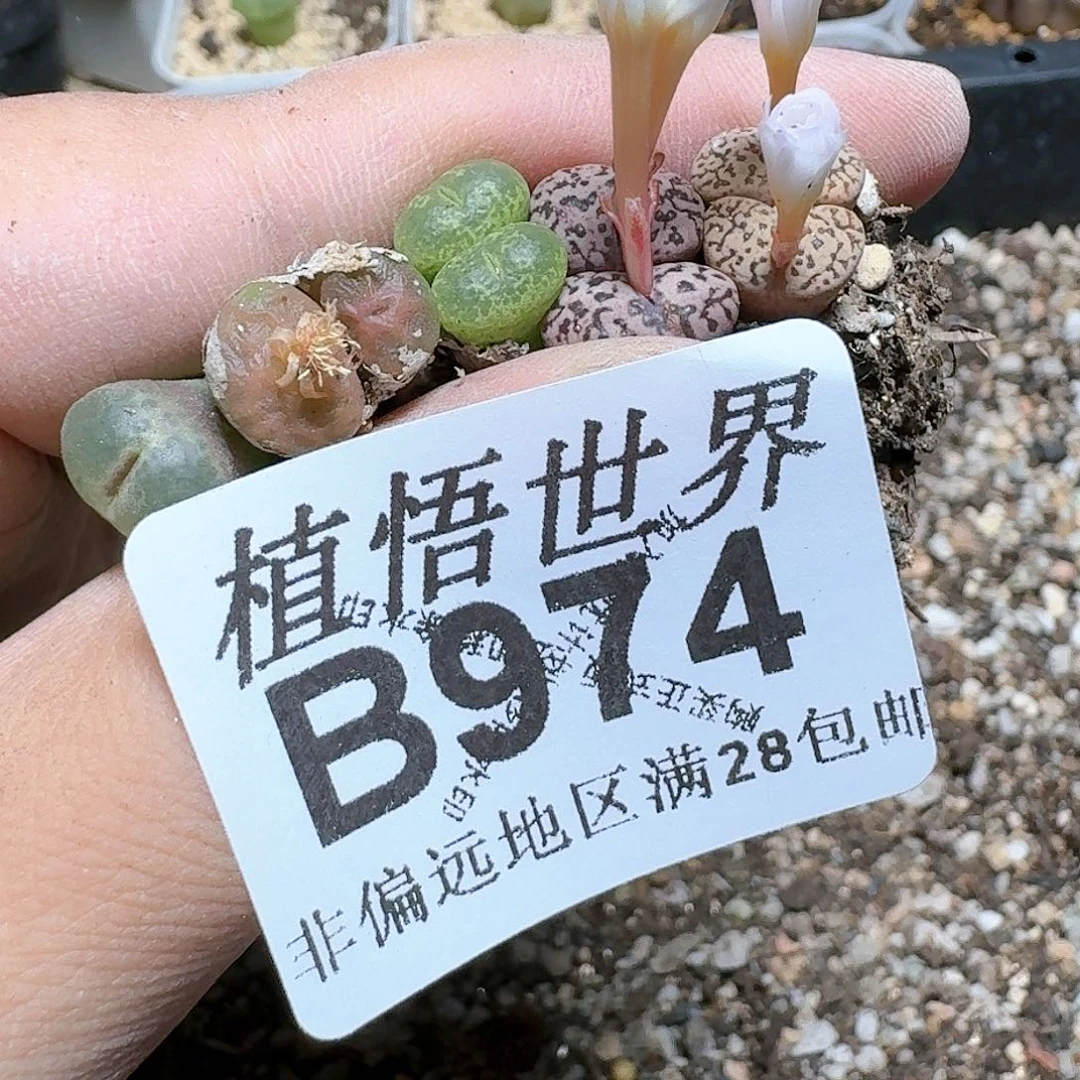 974号多肉植物哇