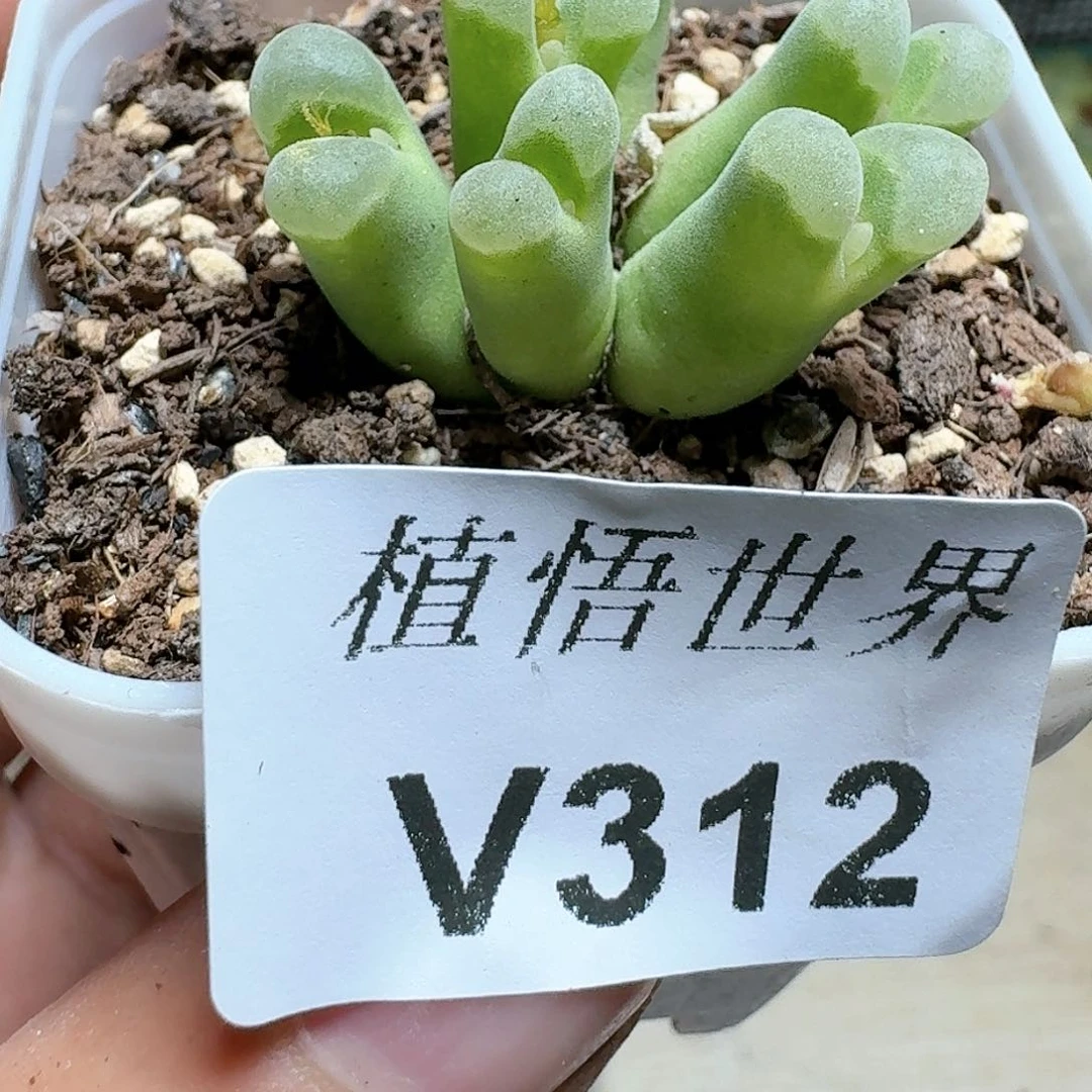 312号多肉植物哇c