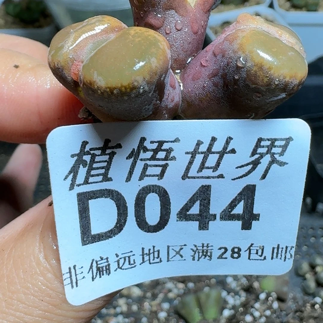 044号多肉植物哇c g