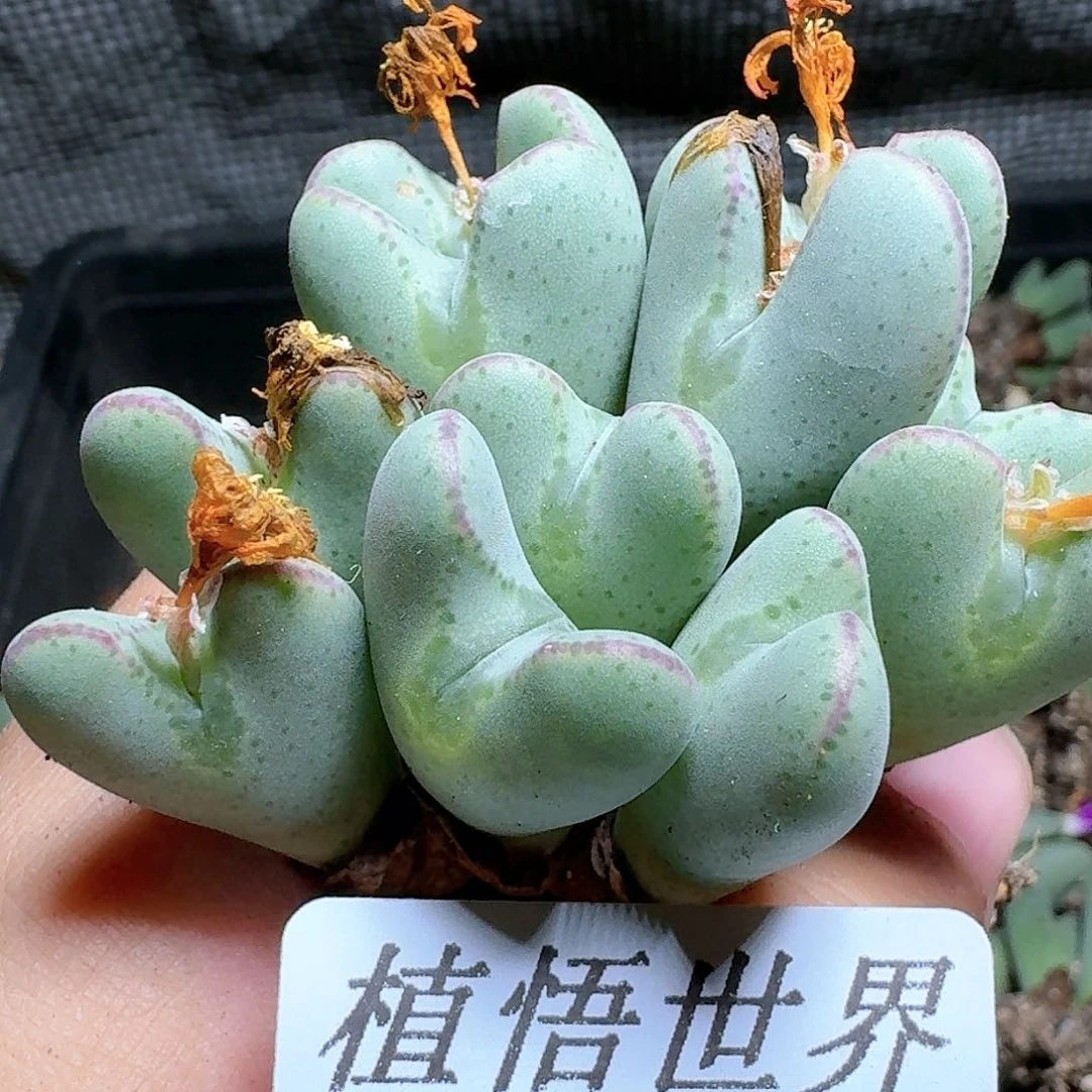 589号多肉植物哇c g