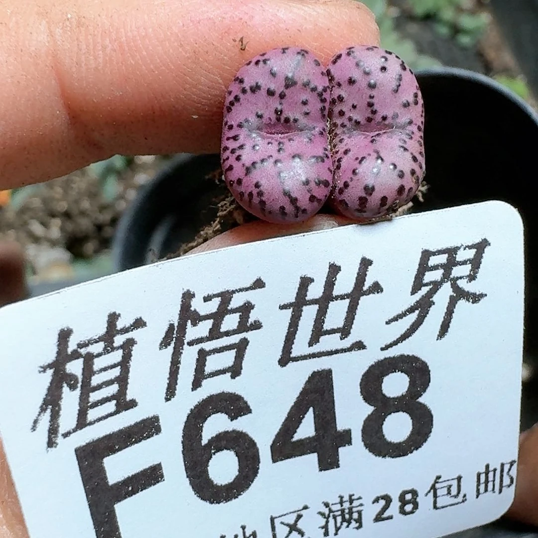 648号多肉植物x f