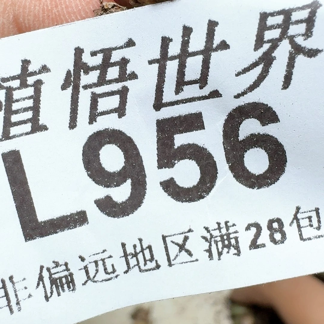 956号多肉植物x f