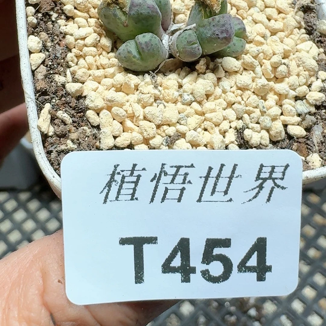 454号多肉植物哇v