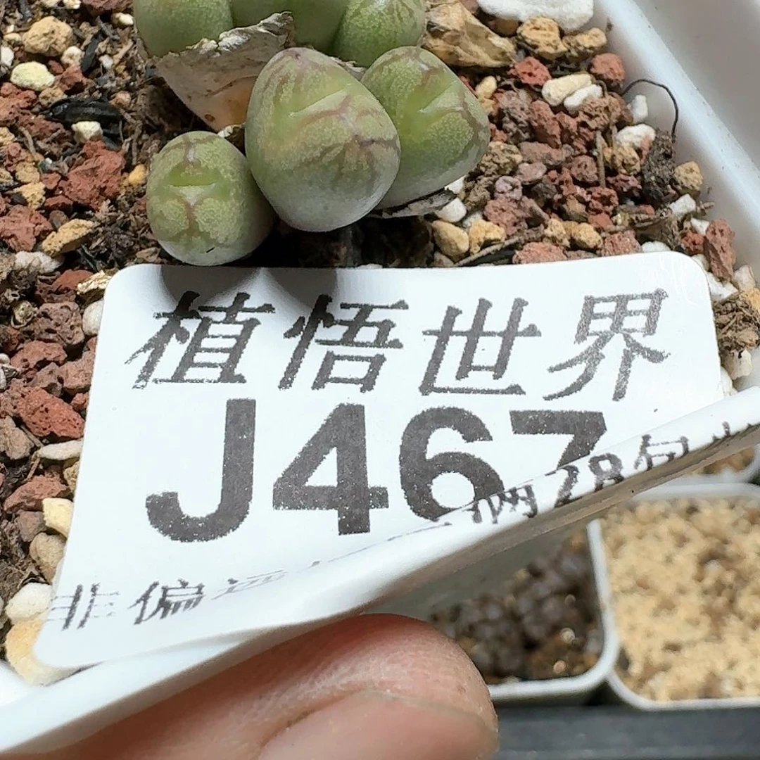467号的日多肉植物x f