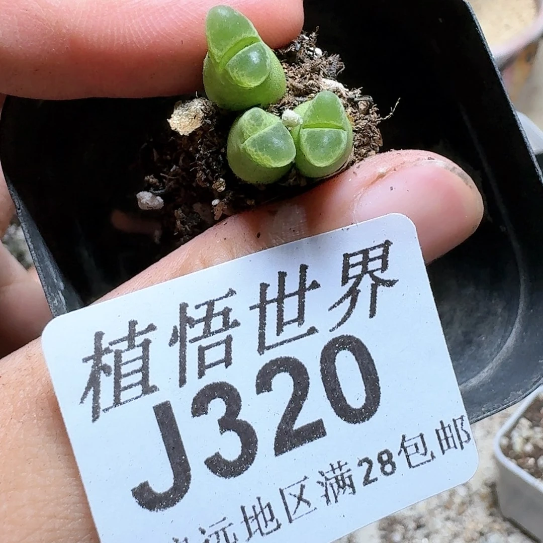 320号多肉植物群。d