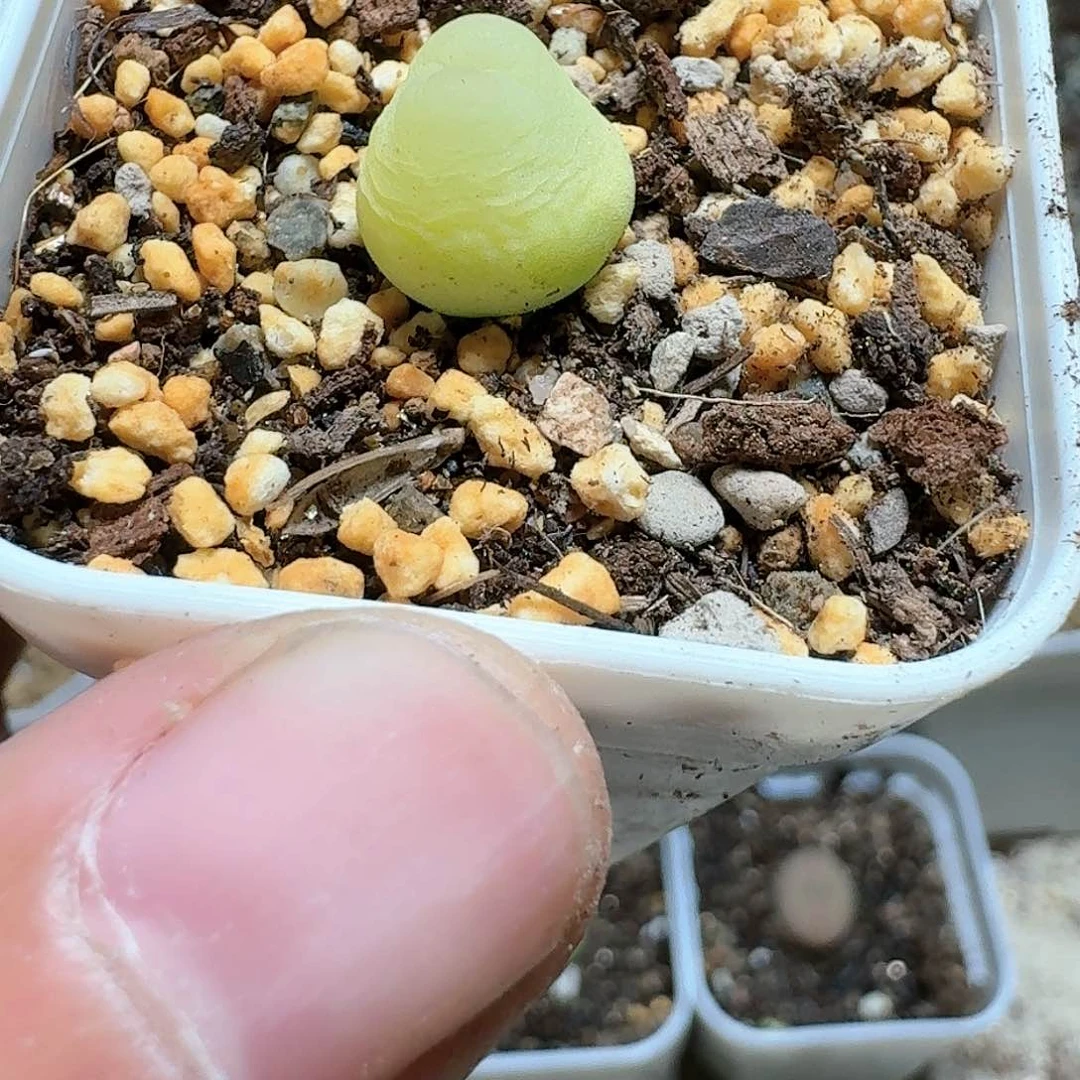 我****云3颗拉灯多肉植物哇g h h