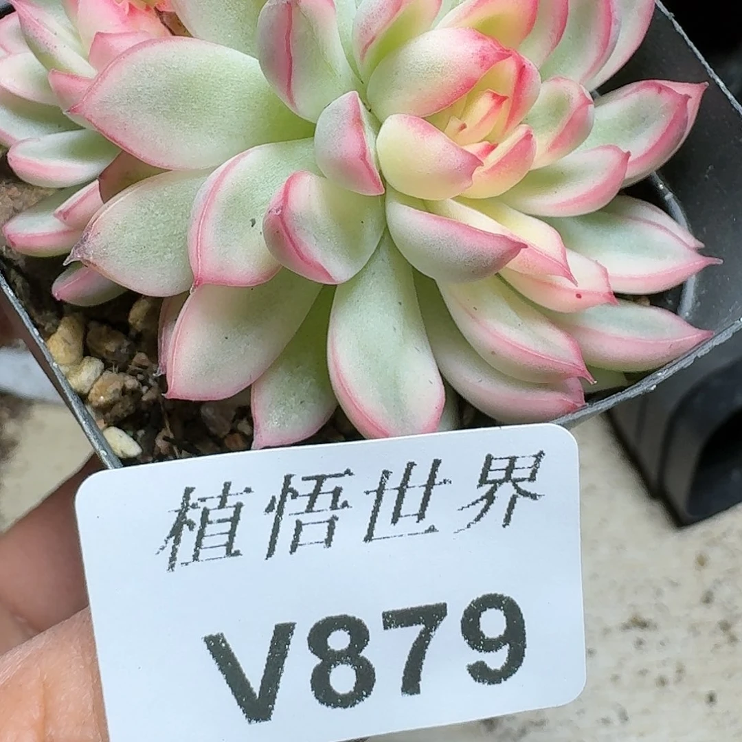 879号多肉植物哇f g