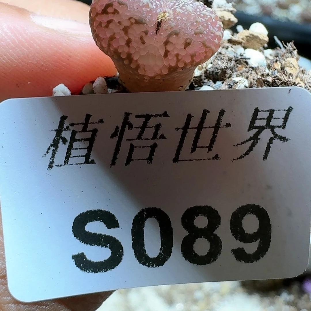 089号的的多肉植物哇