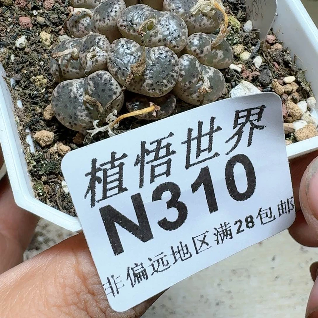 310号的日多肉植物哇