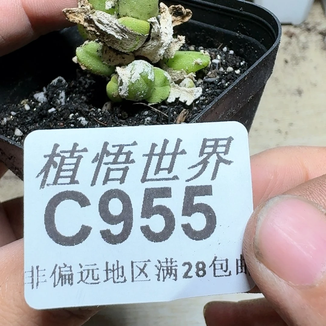 955号多肉植物大
