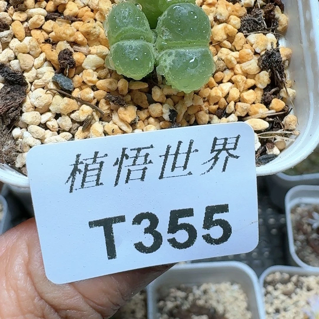 355号多肉植物哇cv