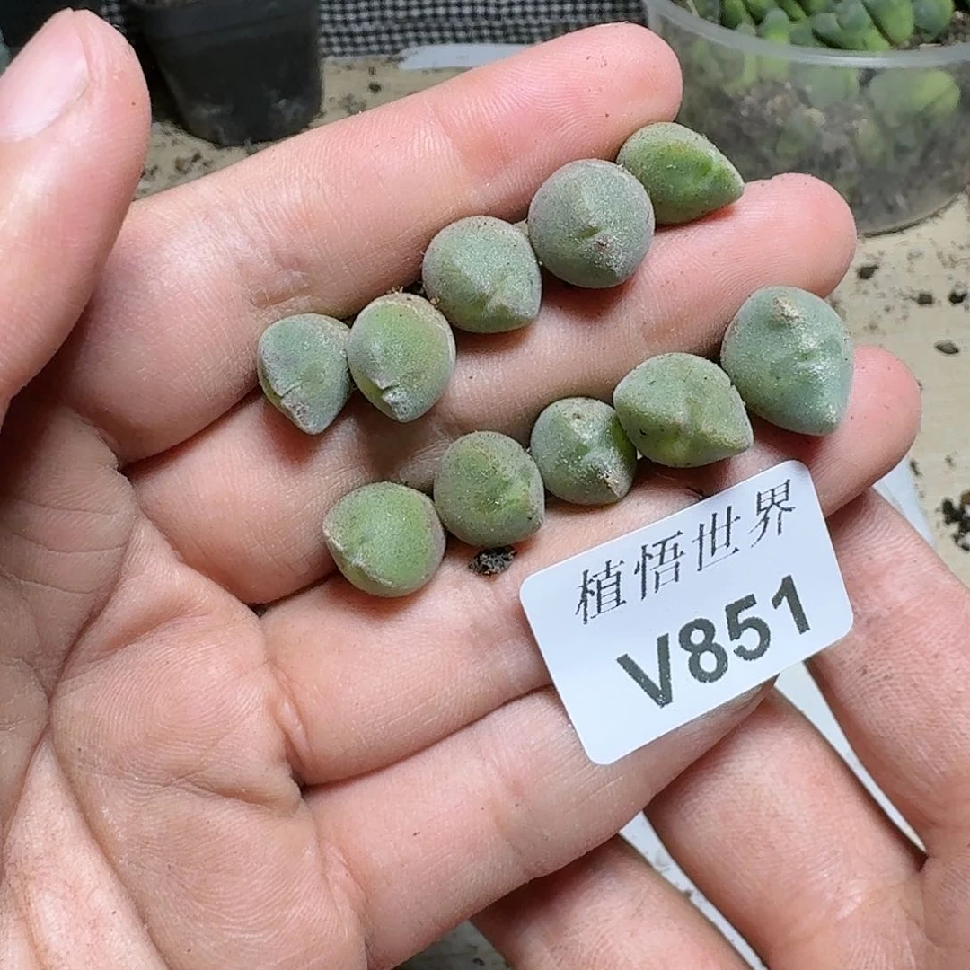1颗一组量拍多肉植物c g