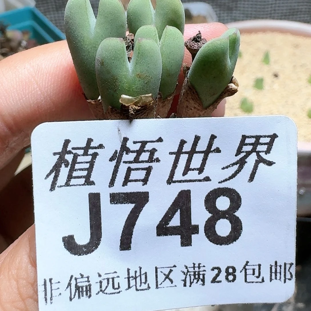 748号多肉植物。x