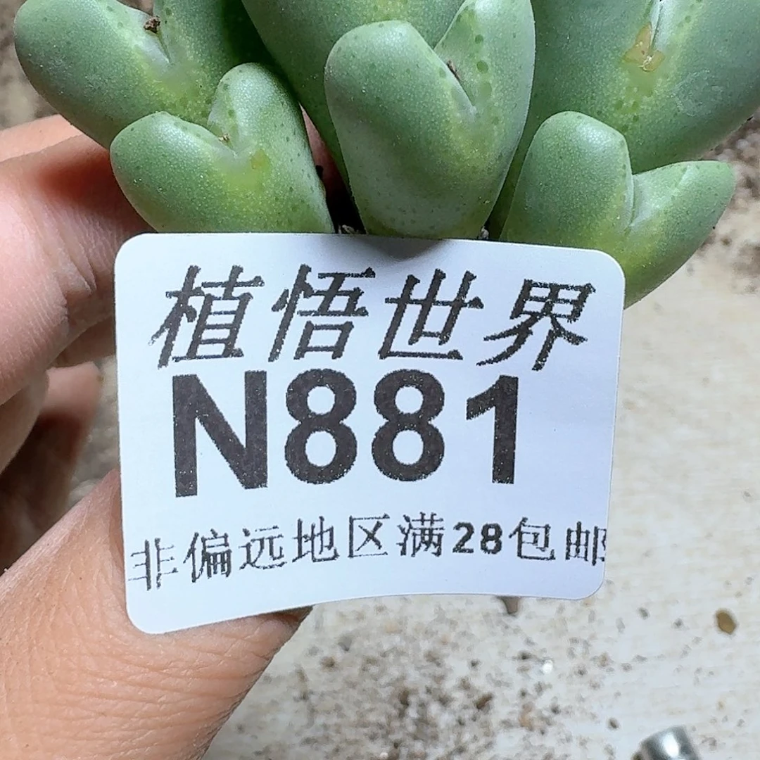881号多肉植物哇c c