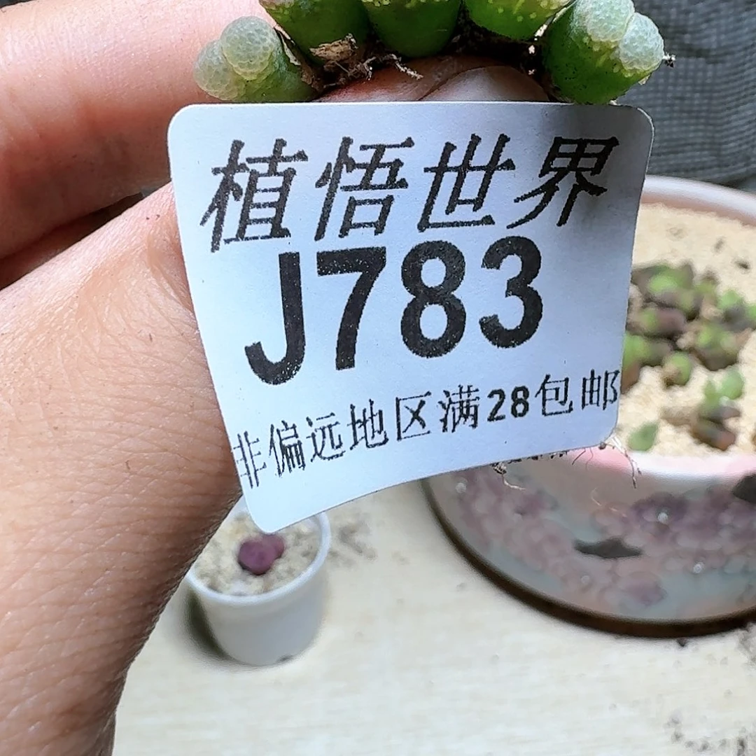 783号多肉植物。x