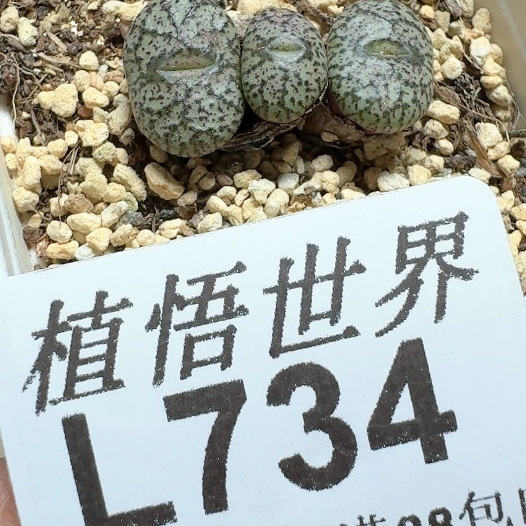 734号的日多肉植物v