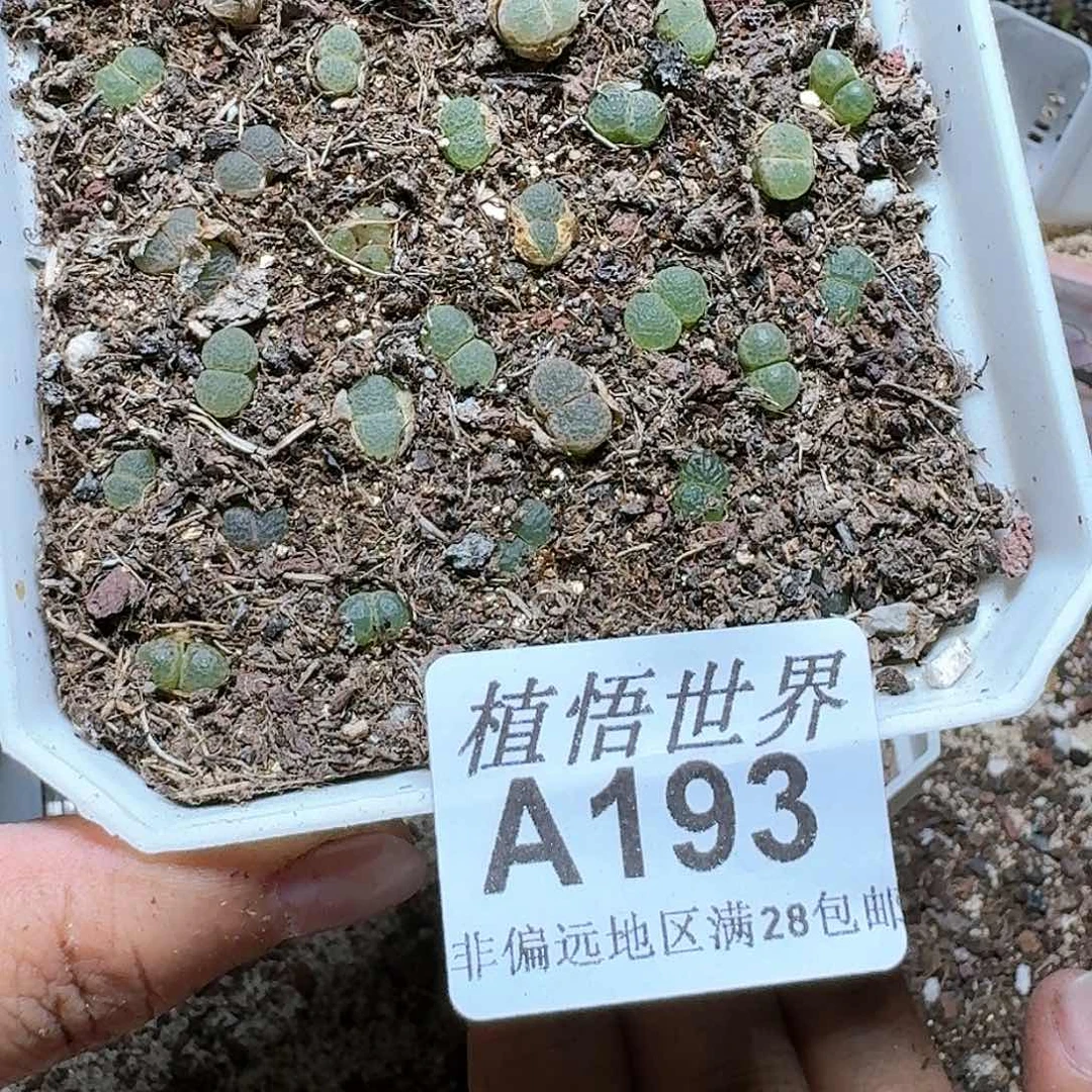一盒一组量拍多肉植物粉樱1453.9