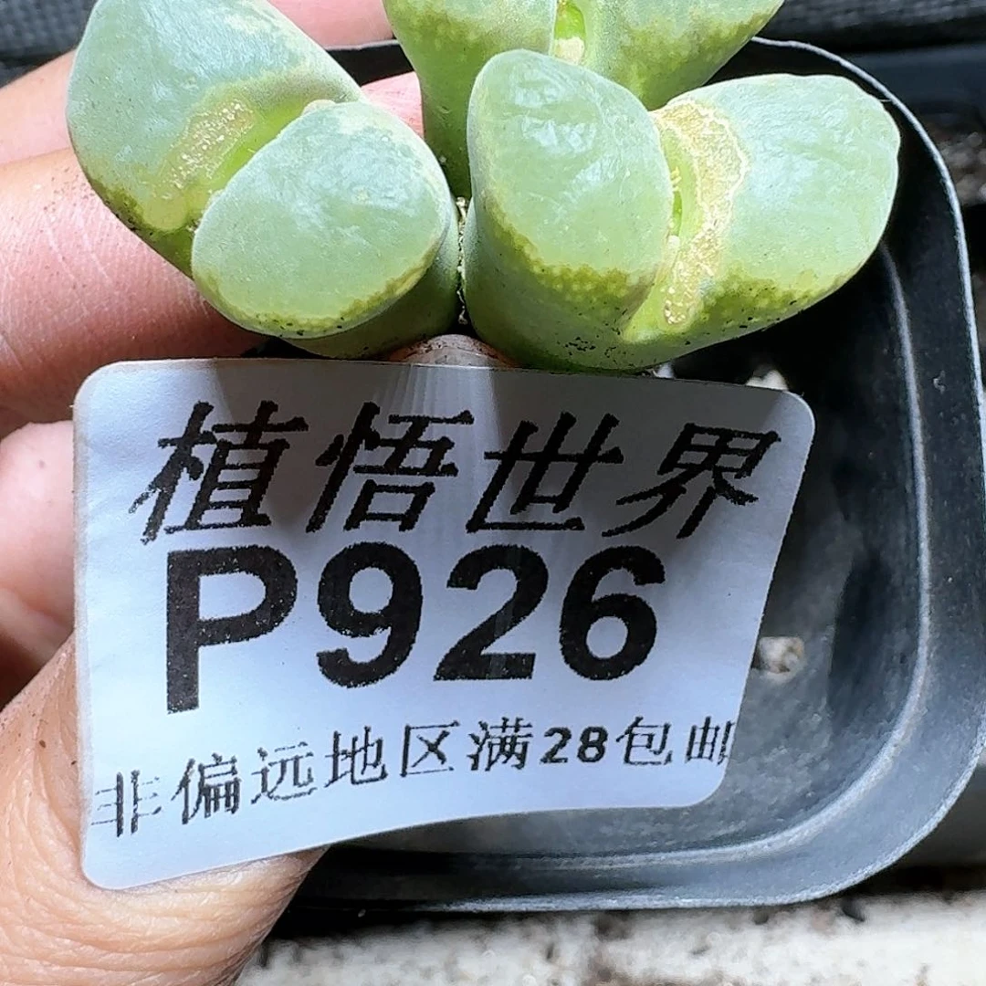 926号多肉植物哇c v