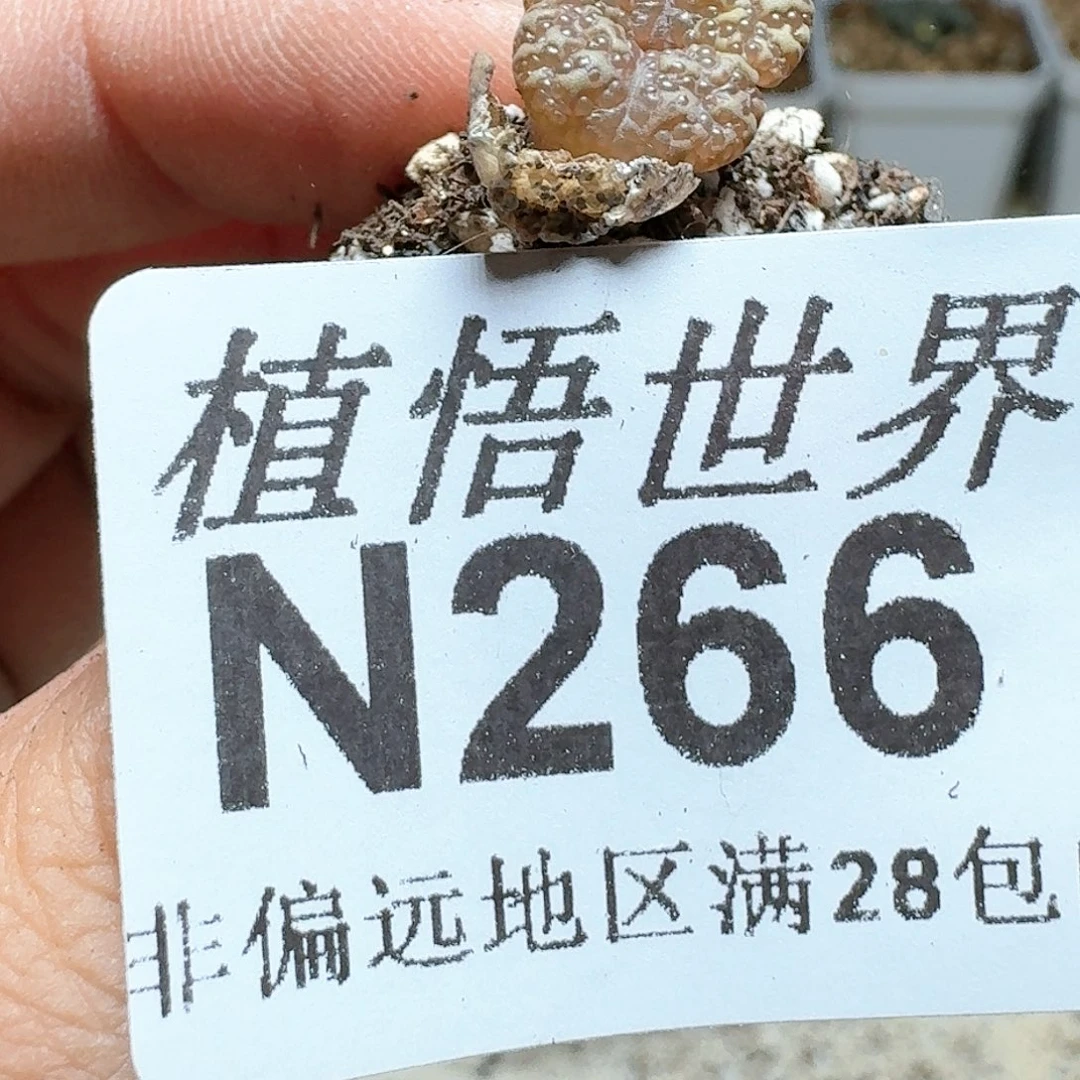 266号多肉植物哇f c