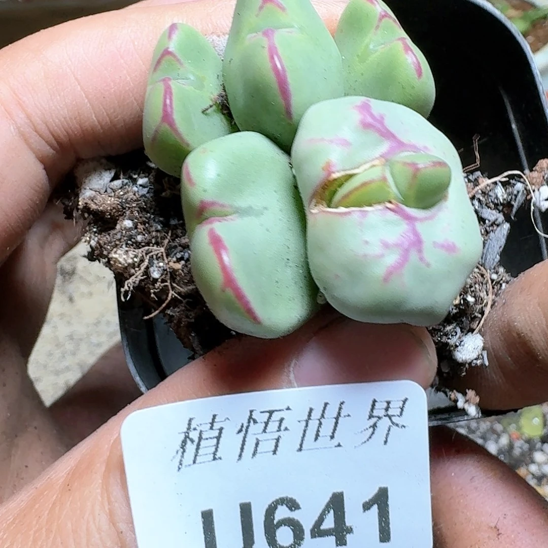 641号多肉植物哇c