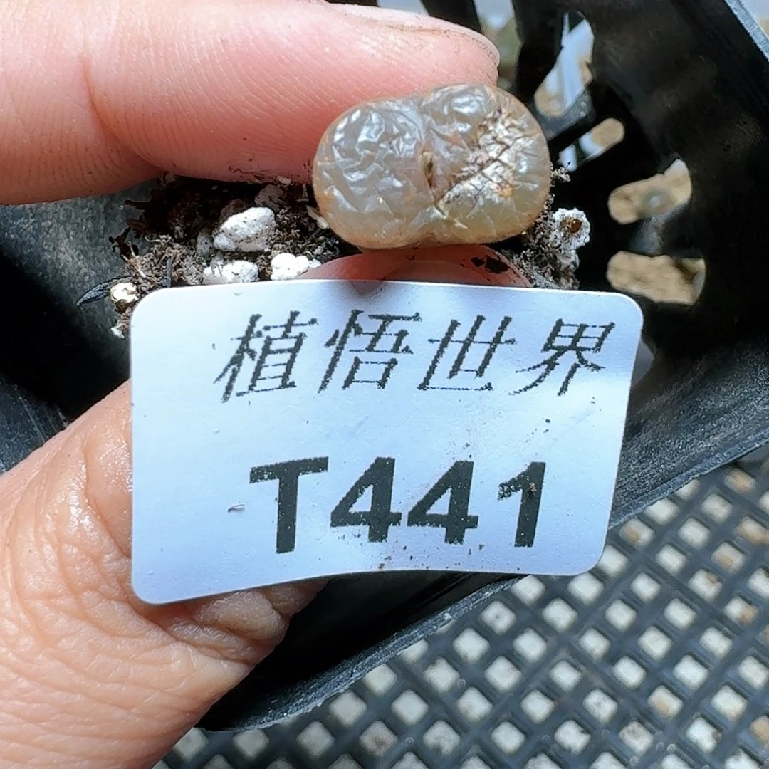 441号多肉植物哇c v