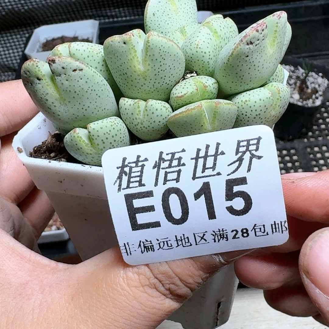 015号多肉植物大