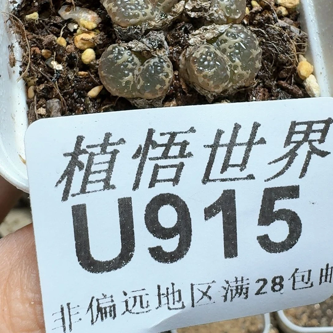 915号多肉植物哇
