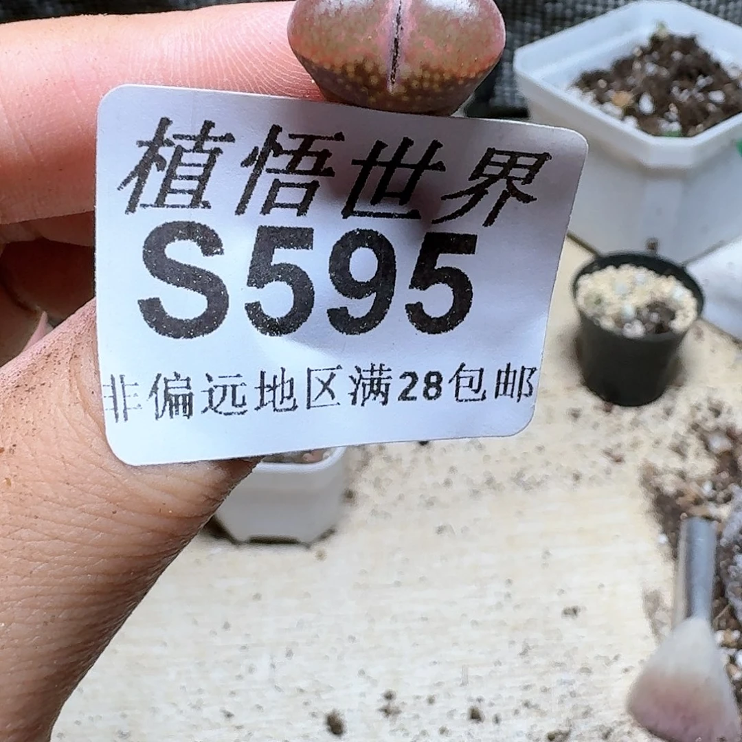 595号多肉植物哇