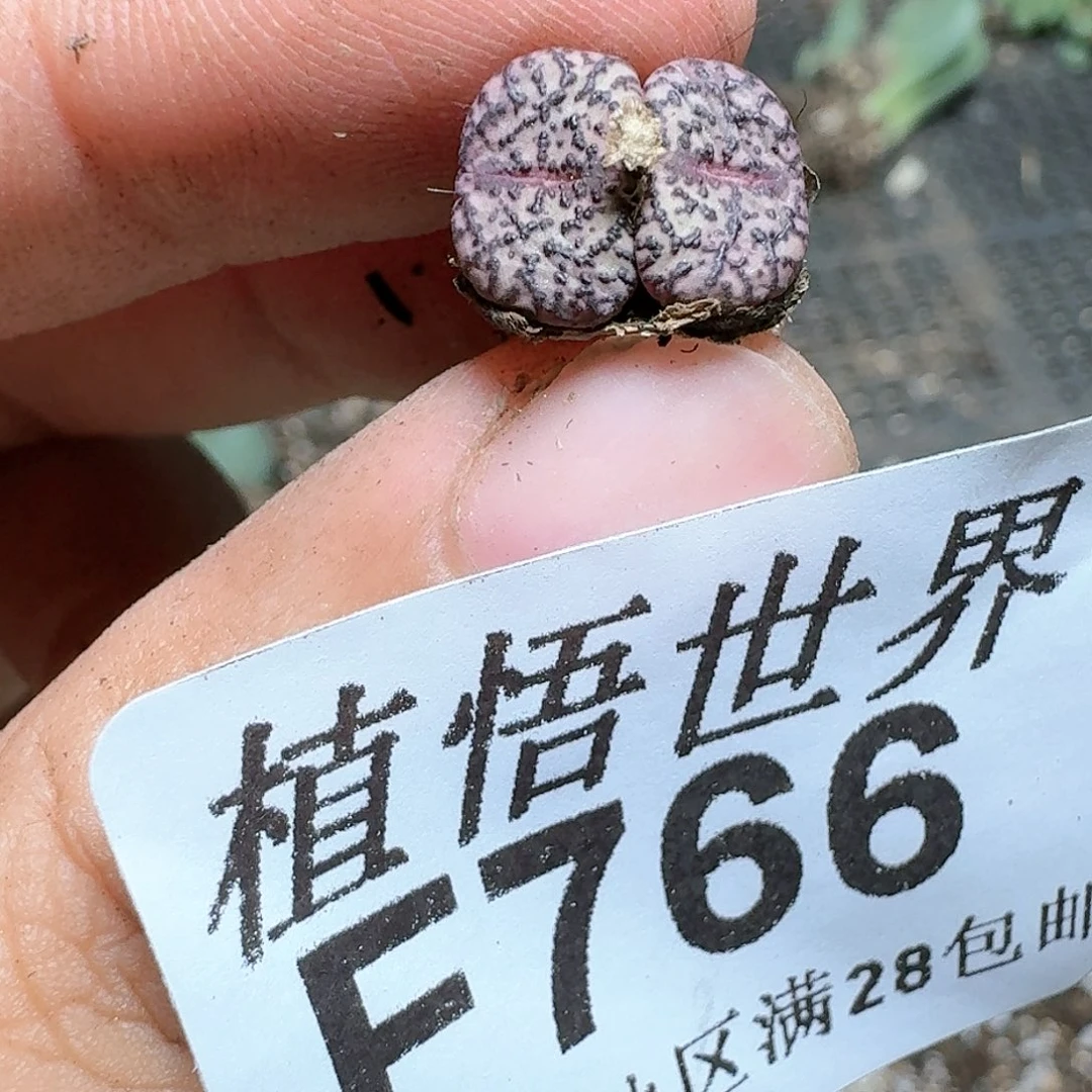 766号多肉植物c c
