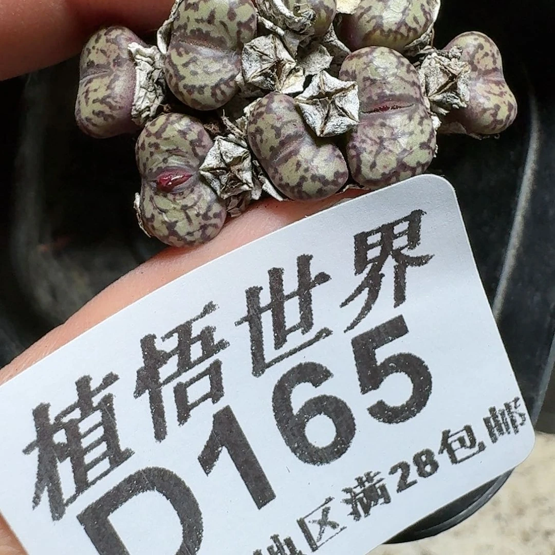 165号多肉植物cb h