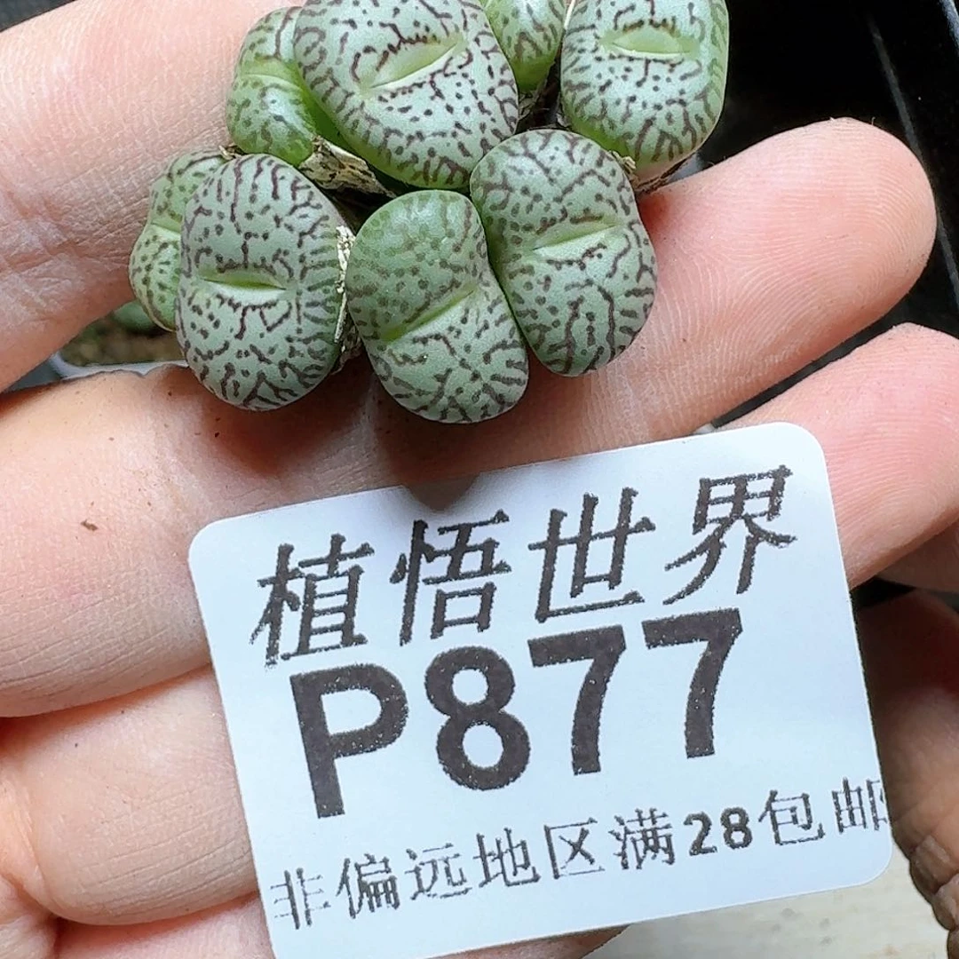 877号多肉植物哇c g