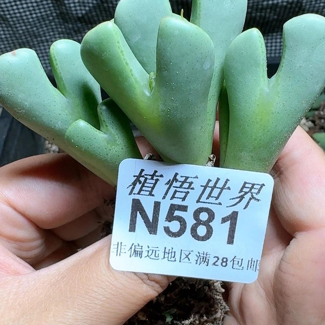 581号多肉植物哇c f