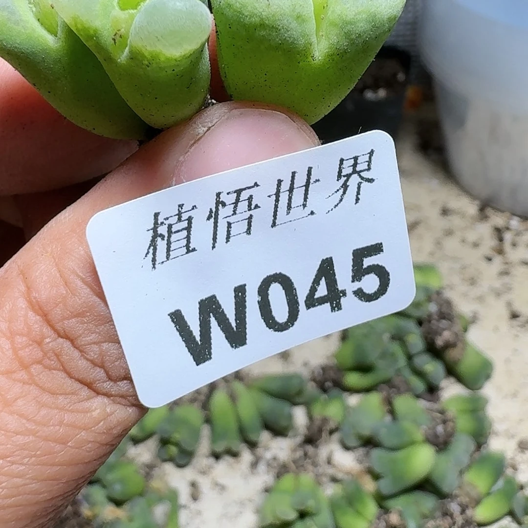 045号draw哇吃多肉植物哇