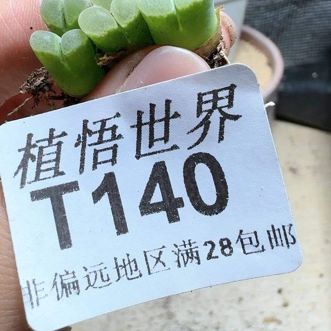 1颗一组量拍多肉植物双头